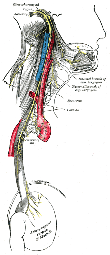 vagus nerve diagram