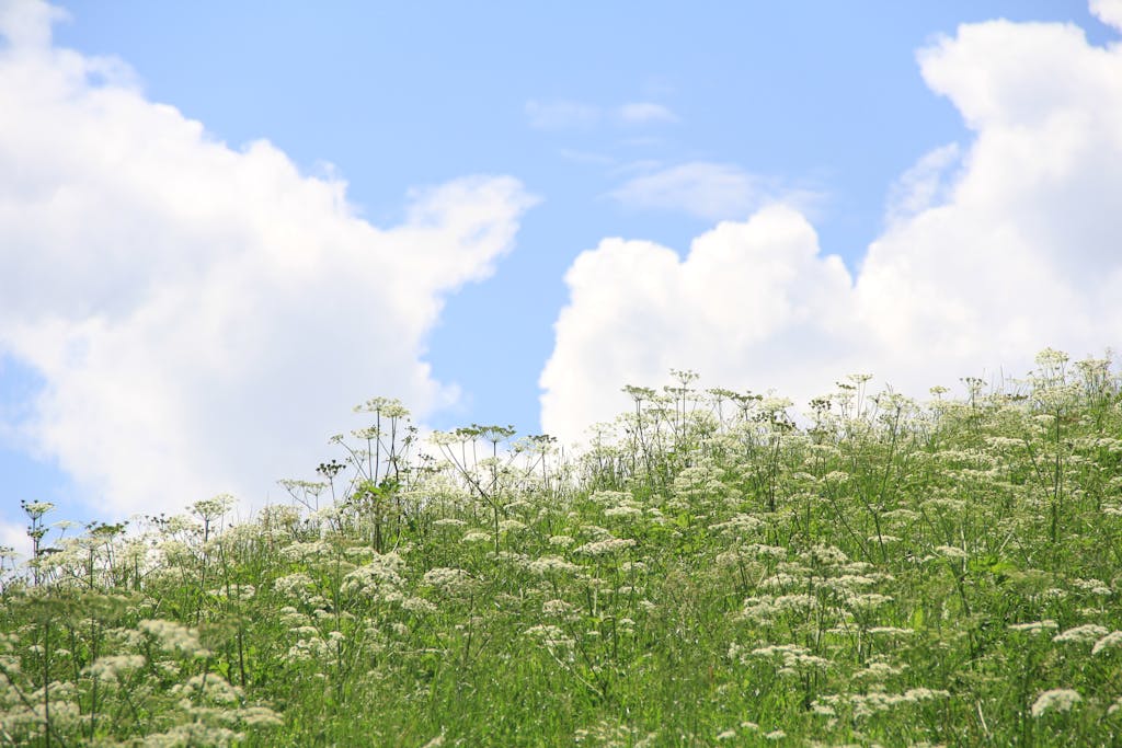 A lush meadow with white flowers in bloom against a bright blue sky with fluffy clouds.