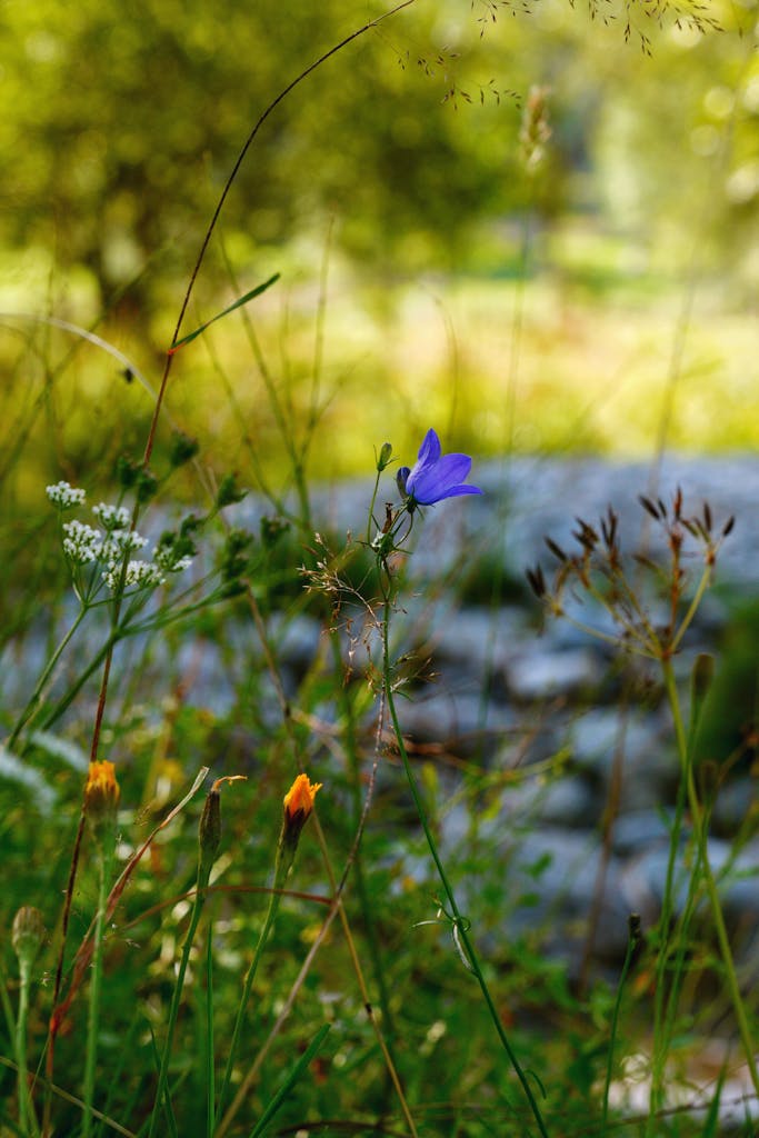 Beautiful wildflower in a lush meadow with vibrant summer foliage and soft focus background.