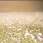 A serene view of a sunlit wildflower field capturing summer's essence.